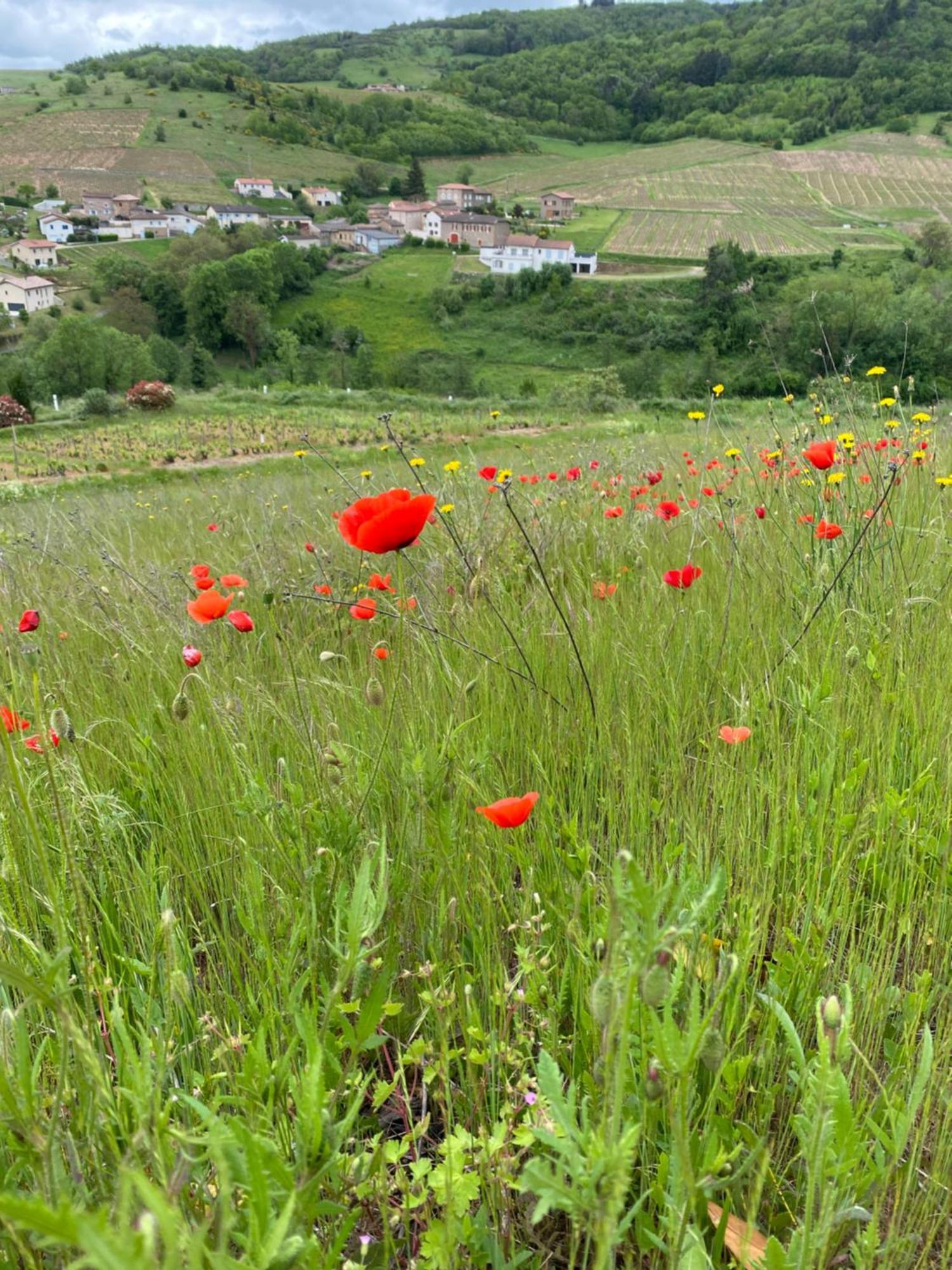 Bed and Breakfast Les Agapanthes Vaux-en-Beaujolais Zewnętrze zdjęcie